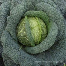 Fresh cabbage international market price